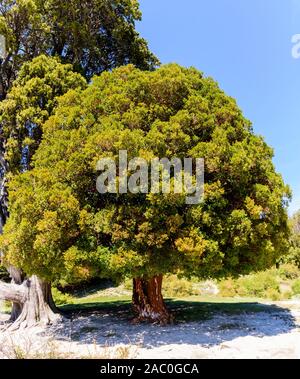 Schönheit und grünen Blick auf chilenische Myrte Baum im Nationalpark Los Arrayanes, Villa La Angostura, Patagonien, Argentinien Stockfoto