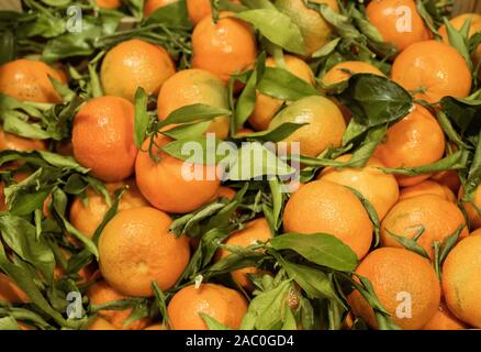 Zitrusfrüchte, die typisch für die Wintermonate, lecker und duftenden Mandarinen, frisch gepflückt vom Baum mit seinen Blättern Stockfoto