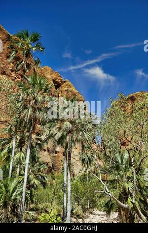 Echidna Chasm ist eine schmale und tiefe Schlucht mit 200 m hohe senkrechte Wände in den Bungle Bungle Nationalpark in North-west Australien Stockfoto