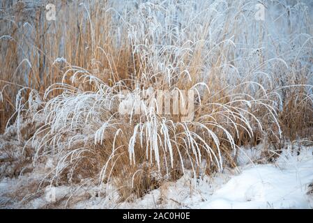 Gräser mit frischem Schnee im Winter Landschaft abgedeckt. Stockfoto