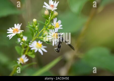 Brüderliche Potter Wasp auf Aster Blumen Stockfoto