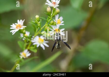 Brüderliche Potter Wasp auf Aster Blumen Stockfoto