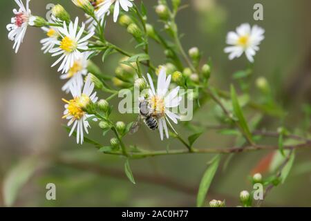 Leafcutter Biene auf Aster Blumen im Sommer Stockfoto