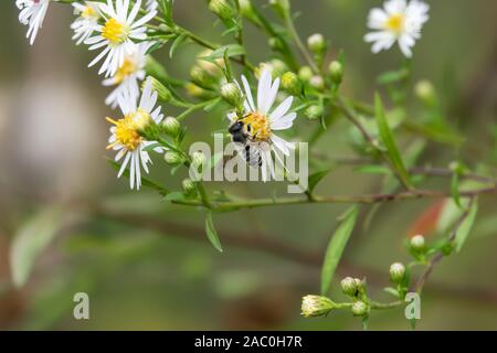 Leafcutter Biene auf Aster Blumen im Sommer Stockfoto