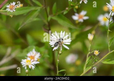 Leafcutter Biene auf Aster Blumen im Sommer Stockfoto