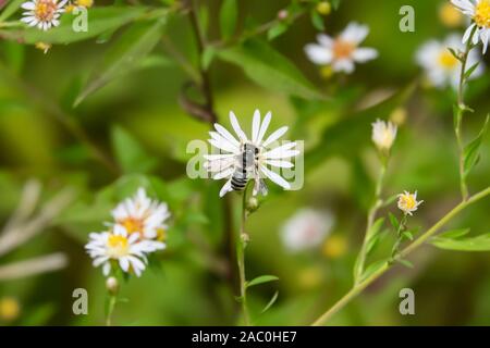 Leafcutter Biene auf Aster Blumen im Sommer Stockfoto