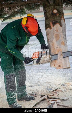 Ein Handwerker sägt eine Tanne mit einer Kettensäge Stockfoto