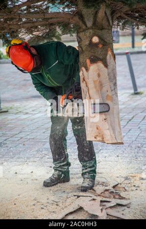 Ein Handwerker sägt eine Tanne mit einer Kettensäge Stockfoto