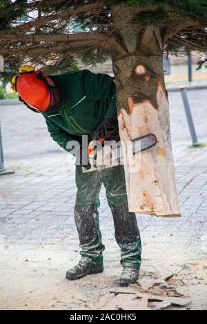 Ein Handwerker sägt eine Tanne mit einer Kettensäge Stockfoto