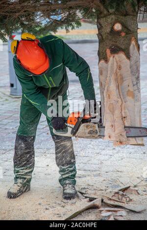 Ein Handwerker sägt eine Tanne mit einer Kettensäge Stockfoto