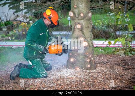 Ein Handwerker sägt eine Tanne mit einer Kettensäge Stockfoto