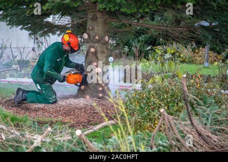 Ein Handwerker sägt eine Tanne mit einer Kettensäge Stockfoto