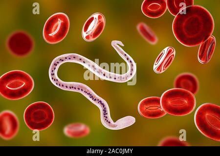 Wuchereria bancrofti Parasiten, Abbildung Stockfoto