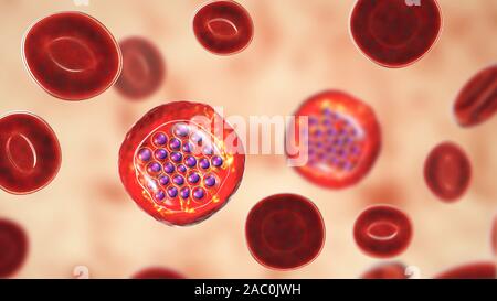 Protozoan Plasmodium falciparum in der Phase der schizont, Il Stockfoto