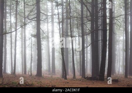Die Kanarische Kiefer (Pinus Canariensis) Wald Stockfoto