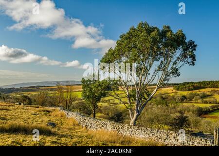 Der Brecon Beacons Eukalyptusbaum in den Central Brecon Beacons an einem hellen und sonnigen Novemberwintertag im Brecon Beacons National Park. Stockfoto