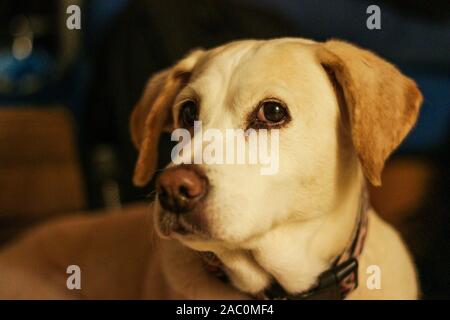 Ein Beagle und Lab mix Hund mit traurigen Augen, schließen. Eine beliebte Kreuzen von zwei beliebte Eltern, den Beagle und der Labrador. Die beiden Rassen sind bekannte fo Stockfoto