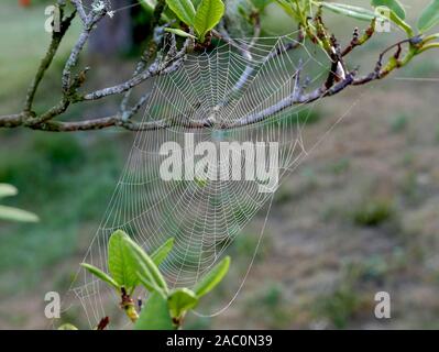 Spinnennetz auf dem Zweig eines Rhododrendron Strauch gewebt Stockfoto