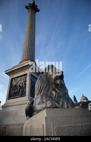 Die Grand Lion unter Nelson Spalte ein nationales Denkmal in Trafalgar Square, Westminster, London, England Stockfoto