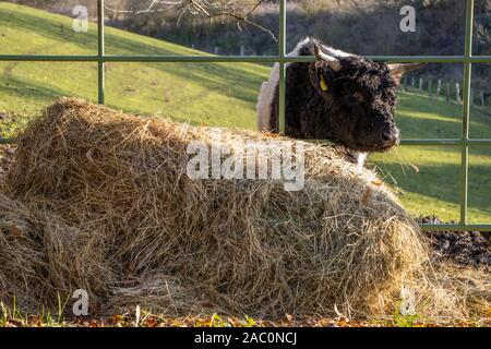 Kleine schwarze und weiße Galloway Kälber stehen auf einer Weide und Heu Essen Stockfoto