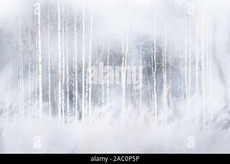 Winter Forest mit schneebedeckten Birken Stockfoto