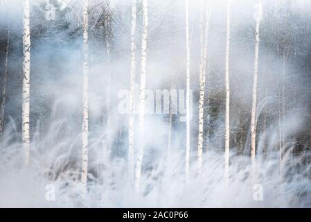 Birke Wald hinter verschneite Gräser, die winterliche Landschaft in Finnland Stockfoto