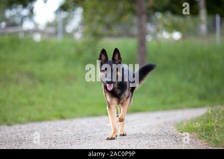 Deutscher schäferhund gehen spazieren Stockfoto