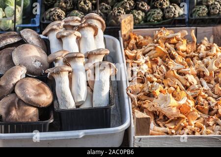 König Auster und Pfifferlingen auf Anzeige auf einem in Wien, Österreich. Auch als pleurotus eryngii, cantharellus, craterellus, gomphus und p Stockfoto