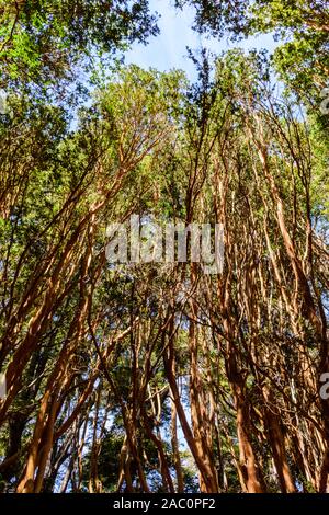 Low Angle View von Tall chilenische Myrte Bäume im Nationalpark Los Arrayanes gesehen, Villa La Angostura, Patagonien, Argentinien Stockfoto