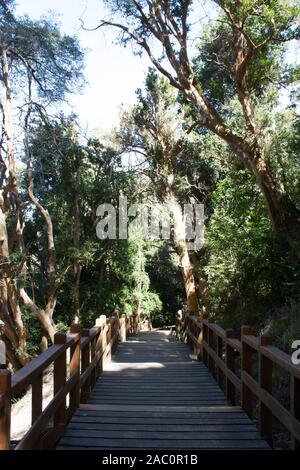 Holz- Wanderweg von grünen Chilenische Myrte Bäume im Nationalpark Los Arrayanes umgeben, Villa La Angostura, Patagonien, Argentinien Stockfoto