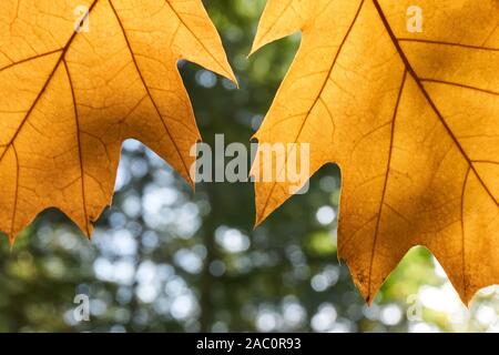 Zwei gelbe Blätter im Herbst vor einer unscharfen grünen Wald Stockfoto