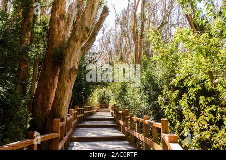 Holz- Wanderweg von grünen Chilenische Myrte Bäume im Nationalpark Los Arrayanes umgeben, Villa La Angostura, Patagonien, Argentinien Stockfoto