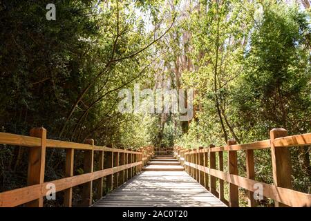 Holz- Wanderweg von grünen Chilenische Myrte Bäume im Nationalpark Los Arrayanes umgeben, Villa La Angostura, Patagonien, Argentinien Stockfoto