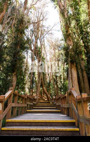 Holz- Wanderweg von grünen Chilenische Myrte Bäume im Nationalpark Los Arrayanes umgeben, Villa La Angostura, Patagonien, Argentinien Stockfoto