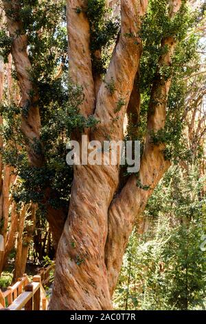 Nahaufnahme der chilenische Myrte Baumstamm im Nationalpark Los Arrayanes, Villa La Angostura, Patagonien, Argentinien Stockfoto