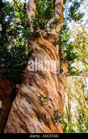 Nahaufnahme der chilenische Myrte Baumstamm im Nationalpark Los Arrayanes, Villa La Angostura, Patagonien, Argentinien Stockfoto