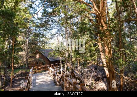 Holz- Wanderweg von grünen Chilenische Myrte Bäume im Nationalpark Los Arrayanes umgeben, Villa La Angostura, Patagonien, Argentinien Stockfoto