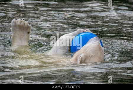 Berlin, Deutschland. 29 Nov, 2019. Polar bear Hertha spielt mit einem Ball in ihr Gehäuse im Tierpark Berlin. (Zu "Eisbärin Hertha wird ein Jahr alt - "Große Überraschung "angekündigt") Credit: Paul Zinken/dpa/Alamy leben Nachrichten Stockfoto