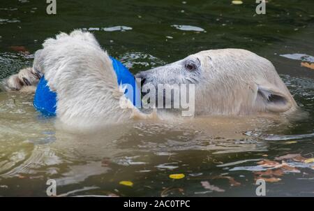 Berlin, Deutschland. 29 Nov, 2019. Polar bear Hertha spielt mit einem Ball in ihr Gehäuse im Tierpark Berlin. (Zu "Eisbärin Hertha wird ein Jahr alt - "Große Überraschung "angekündigt") Credit: Paul Zinken/dpa/Alamy leben Nachrichten Stockfoto