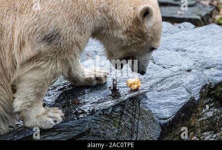 Berlin, Deutschland. 29 Nov, 2019. Polar bear Hertha isst einen Apfel in ihr Gehäuse im Tierpark Berlin. (Zu "Eisbärin Hertha wird ein Jahr alt - "Große Überraschung "angekündigt") Credit: Paul Zinken/dpa/Alamy leben Nachrichten Stockfoto