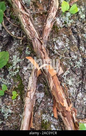 Curly blattlosen Efeu Äste sind auf einem Baumstamm in Form von X. natürlichen Hintergrund der natürlichen Textur befindet. Zeichen, Symbole. Stockfoto