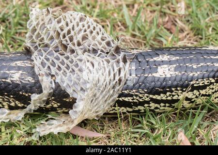 Blau Gestromt - Zunge Eidechse shedding Skin Stockfoto