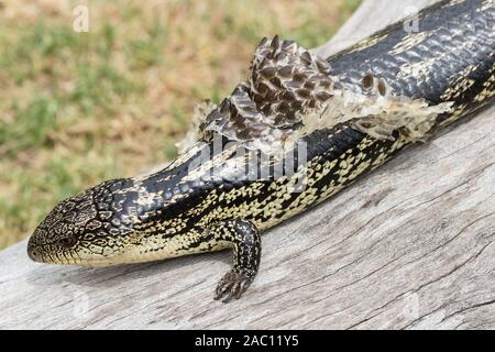 Blau Gestromt - Zunge Eidechse shedding Skin Stockfoto