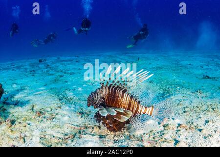 Gemeinsame Rotfeuerfisch an einem tropischen Korallenriff (Similan Inseln) Stockfoto