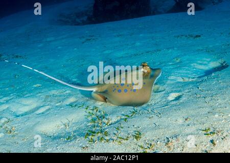 Die Kuhl Stingray auf einem sandigen Meeresboden an einem tropischen Korallenriff Stockfoto