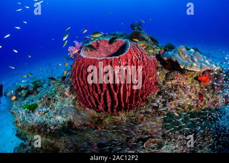 Große Fass Schwamm an einem tropischen Korallenriff der Similan Inseln Stockfoto