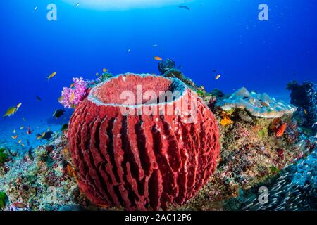 Große Fass Schwamm an einem tropischen Korallenriff der Similan Inseln Stockfoto