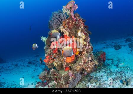 Bunten tropischen Fischen auf ein gesundes Korallenriff in Thailand Stockfoto