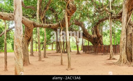 Ein schönes Exemplar eines alten indischen Banyan Tree (Lateinisch - Ficus benghalensis), die Antenne prop Wurzeln, die in viele neue Stämme wachsen produziert. Stockfoto