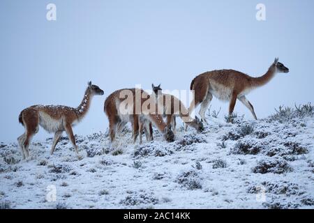 Guanacos (Lama Guanicoe) Weiden im Schnee, Torres del Paine Nationalpark, Patagonien, Chile Stockfoto